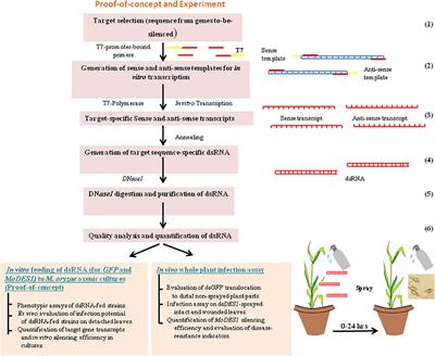 Spray-Induced Silencing of Pathogenicity Gene MoDES1 via Exogenous Double-Stranded RNA Can Confer Partial Resistance Against Fungal Blast in Rice